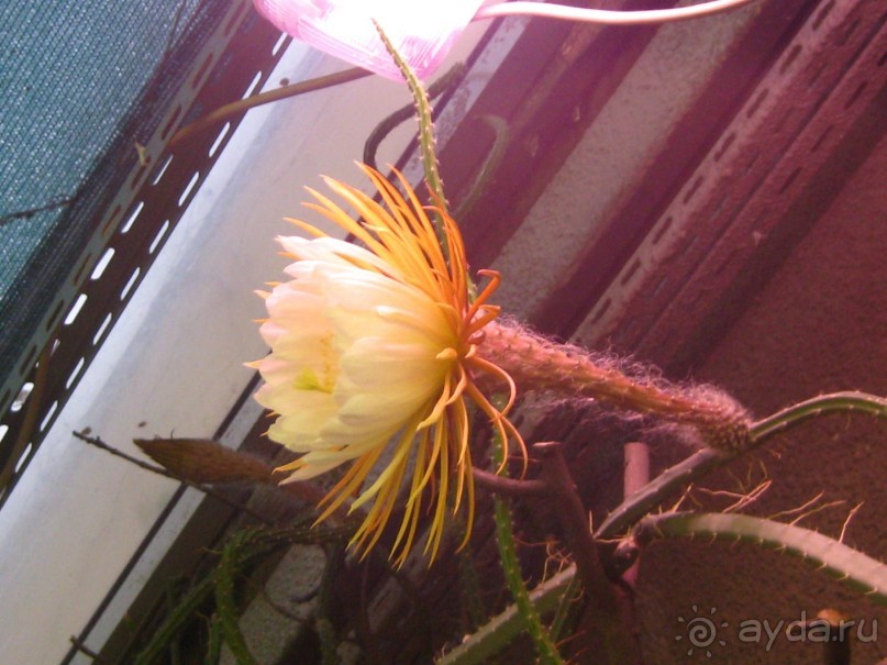 Ботанический сад в Санкт-Петербурге интересен круглый год.