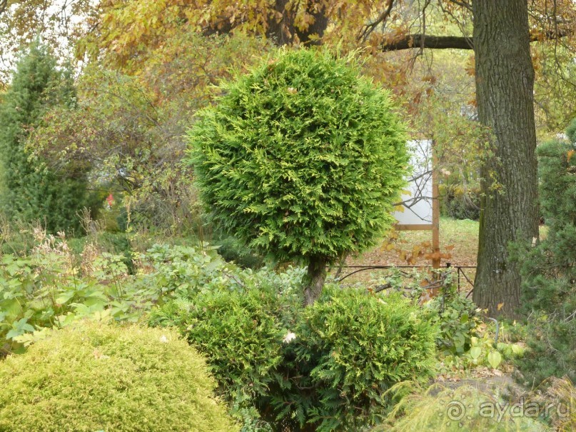 Ботанический сад в Санкт-Петербурге интересен круглый год.