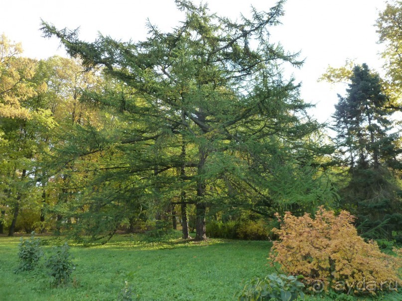 Ботанический сад в Санкт-Петербурге интересен круглый год.