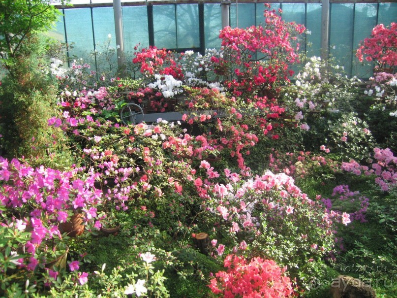 Ботанический сад в Санкт-Петербурге интересен круглый год.