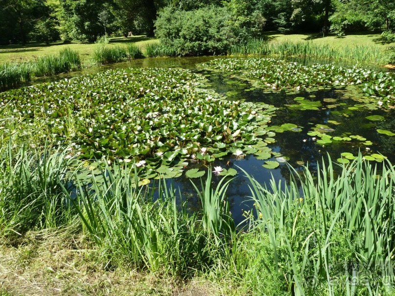 Ботанический сад в Санкт-Петербурге интересен круглый год.