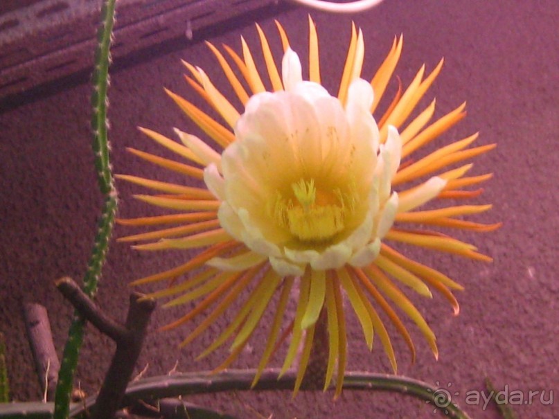 Ботанический сад в Санкт-Петербурге интересен круглый год.