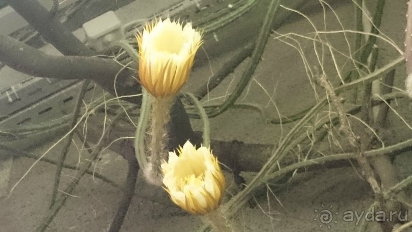 Ботанический сад в Санкт-Петербурге интересен круглый год.