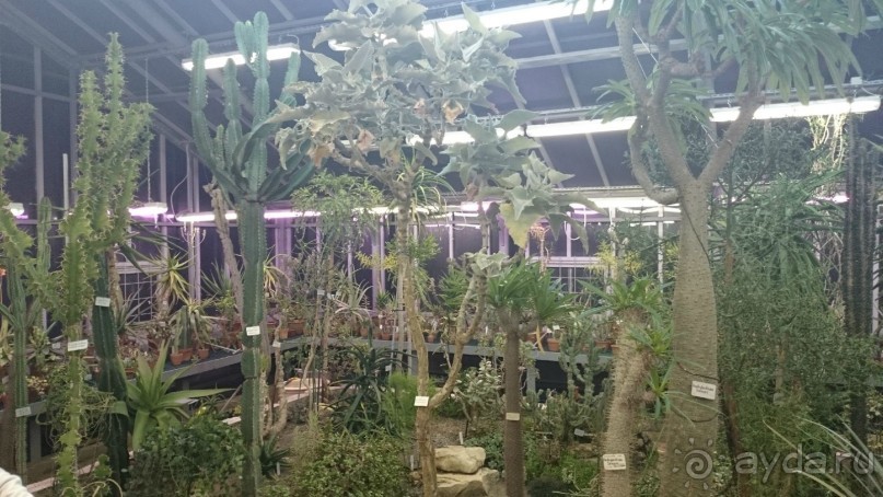 Ботанический сад в Санкт-Петербурге интересен круглый год.