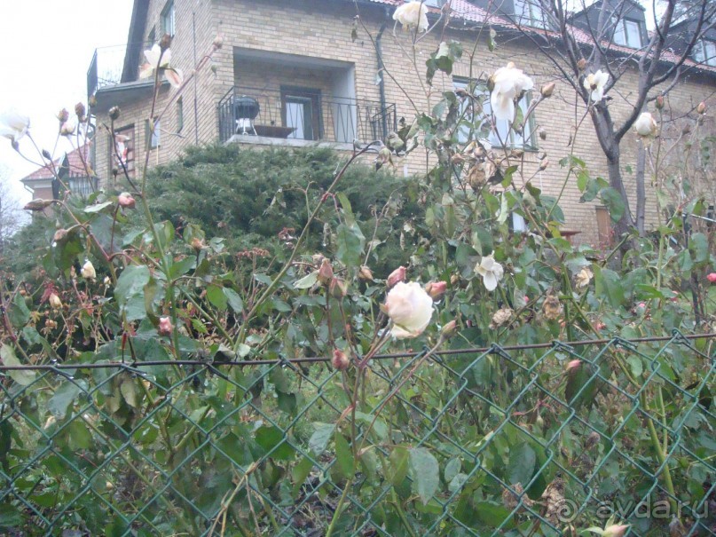 Рождество в Стокгольме. Без снега - но с позитивом.