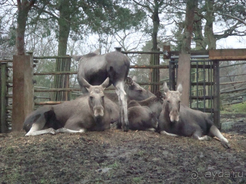 Рождество в Стокгольме. Без снега - но с позитивом.