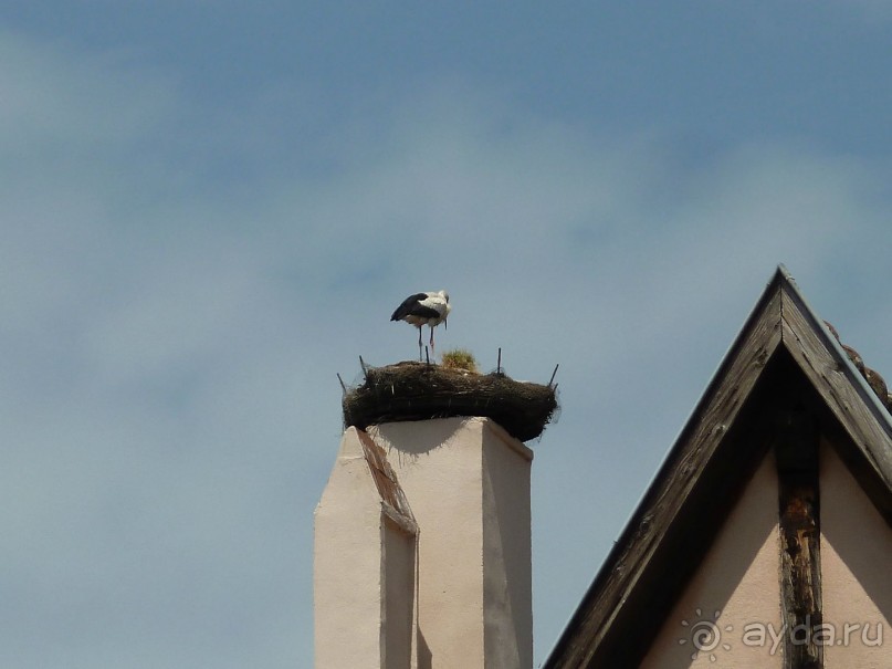 Эльзаские окрестности.Один город и один замок. Селеста и Верхний Кенигсбург. Эльзаские окрестности.Один город и один замок. Селеста и Верхний Кенигсбург.