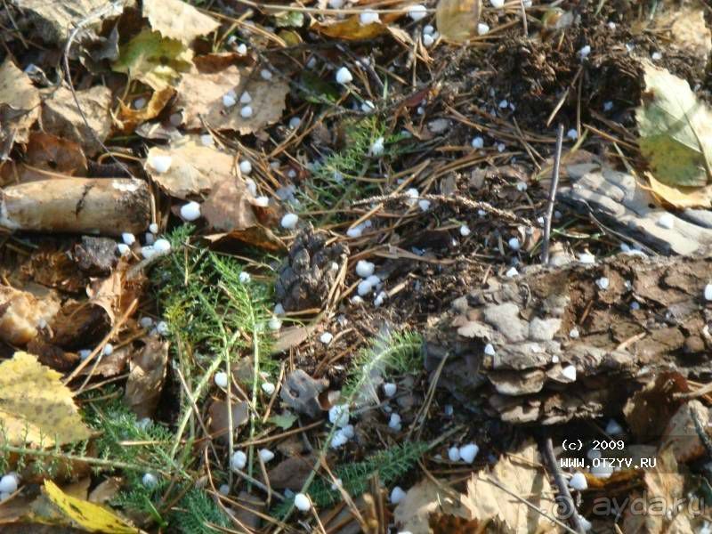 Пригороды Петербурга. Павловск - осеннее очарование.