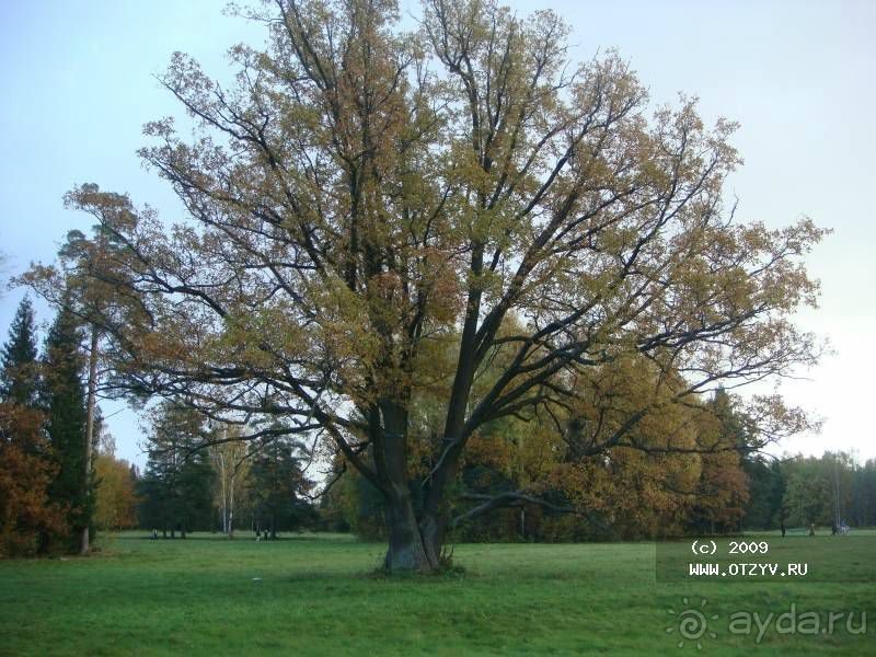 Пригороды Петербурга. Павловск - осеннее очарование.