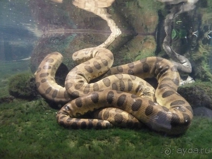 Прага. Парижско-венский город для российских туристов.