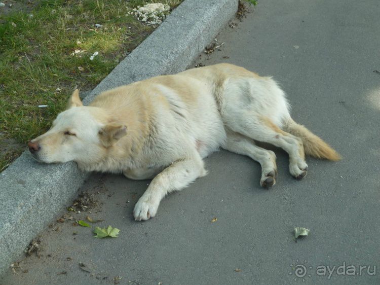 Кронштадт. На остров посуху или Провинция в 40 километрах от Петербурга