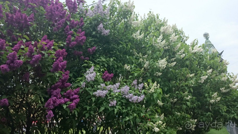 Императорские сады России в Санкт-Петербурге. Цветочная столица.