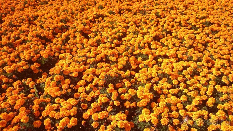 Императорские сады России в Санкт-Петербурге. Цветочная столица.