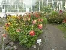 Императорские сады России в Санкт-Петербурге. Цветочная столица.