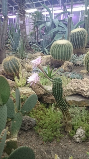 Императорские сады России в Санкт-Петербурге. Цветочная столица.