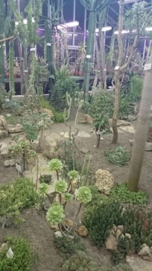 Императорские сады России в Санкт-Петербурге. Цветочная столица.