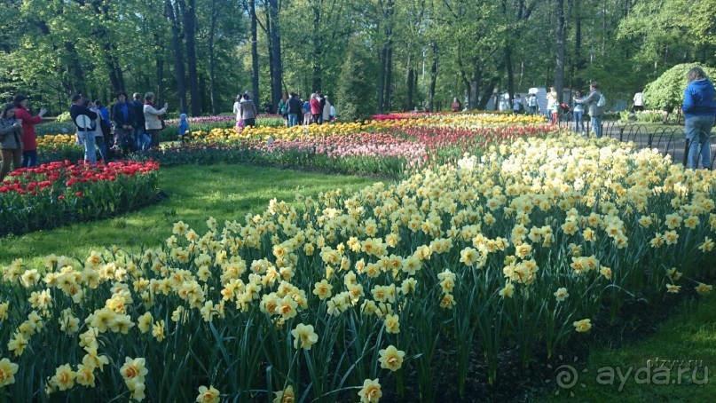 Императорские сады России в Санкт-Петербурге. Цветочная столица.