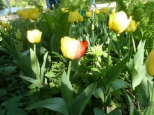 Императорские сады России в Санкт-Петербурге. Цветочная столица.