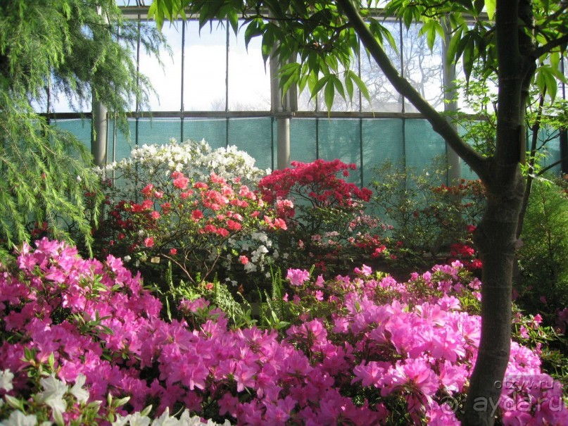 Императорские сады России в Санкт-Петербурге. Цветочная столица.