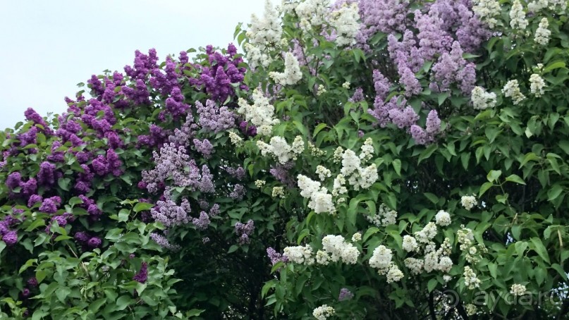 Императорские сады России в Санкт-Петербурге. Цветочная столица.