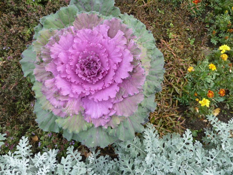 Императорские сады России в Санкт-Петербурге. Цветочная столица.