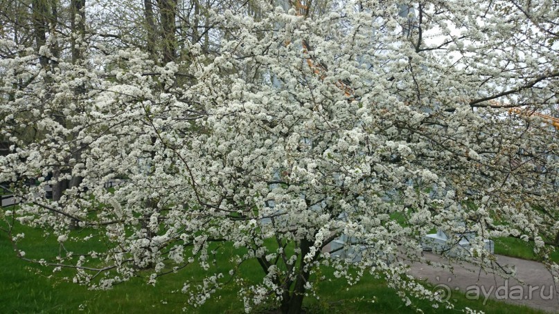 Императорские сады России в Санкт-Петербурге. Цветочная столица.