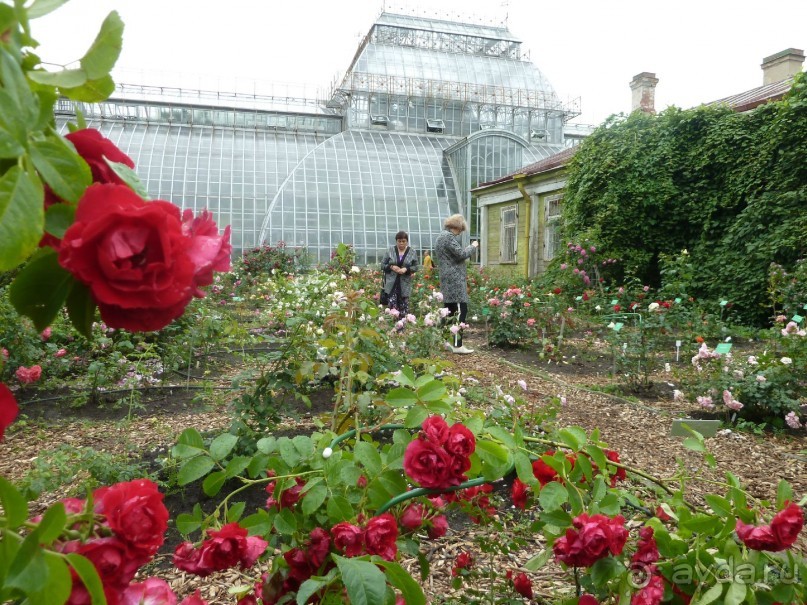 Императорские сады России в Санкт-Петербурге. Цветочная столица.