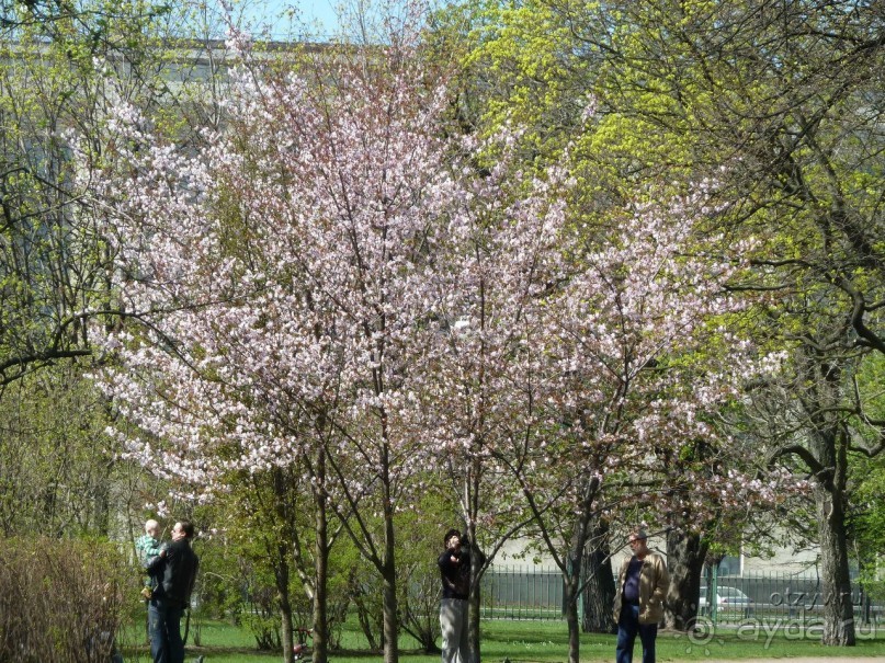 Императорские сады России в Санкт-Петербурге. Цветочная столица.