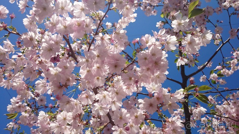 Императорские сады России в Санкт-Петербурге. Цветочная столица.