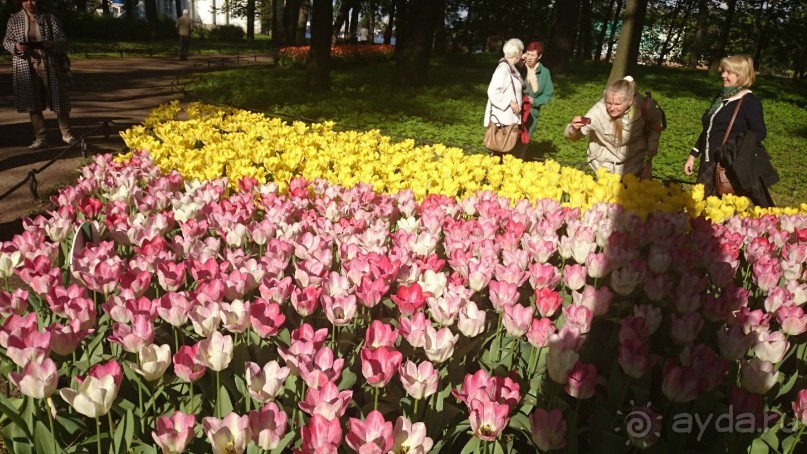 Императорские сады России в Санкт-Петербурге. Цветочная столица.
