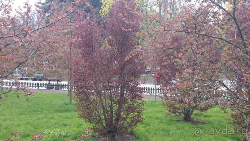 Императорские сады России в Санкт-Петербурге. Цветочная столица.