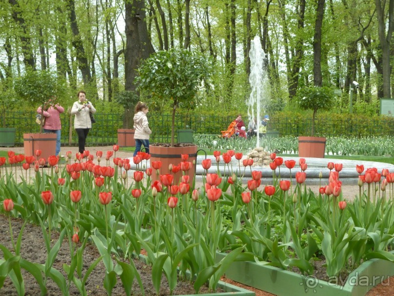 Императорские сады России в Санкт-Петербурге. Цветочная столица.