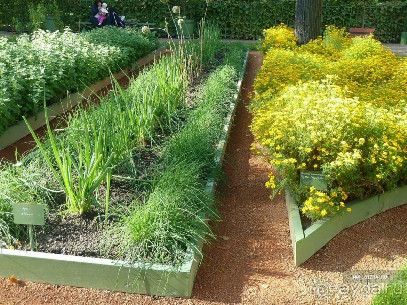 Императорские сады России в Санкт-Петербурге. Цветочная столица.