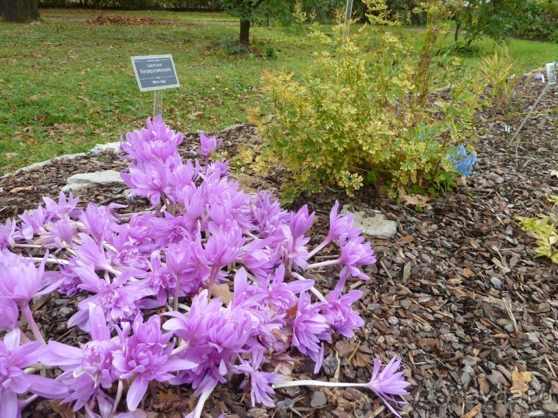 Императорские сады России в Санкт-Петербурге. Цветочная столица.
