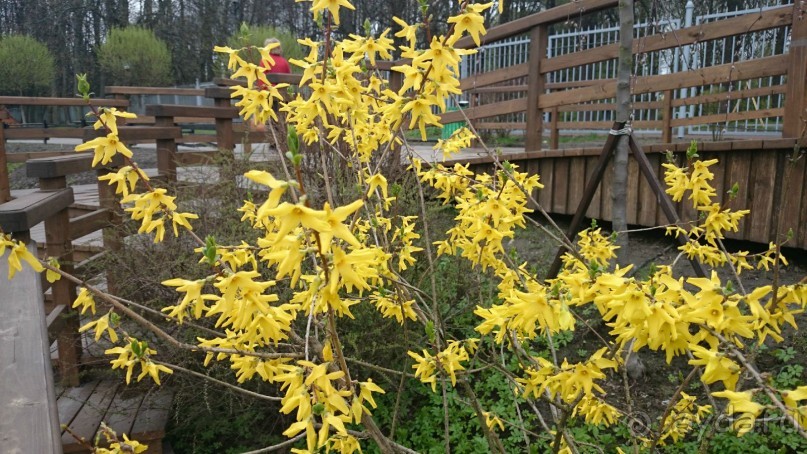 Императорские сады России в Санкт-Петербурге. Цветочная столица.