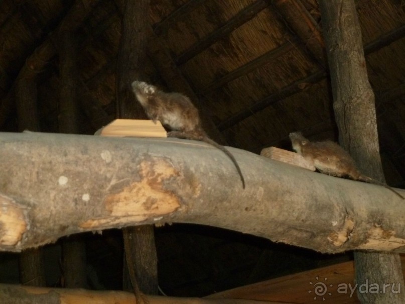 Интересные места вокруг Боденского озера.