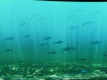 Интересные места вокруг Боденского озера.