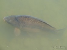 Интересные места вокруг Боденского озера.