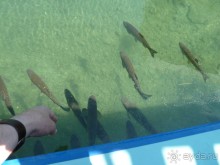 Интересные места вокруг Боденского озера.