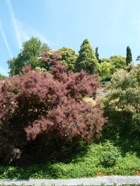 Интересные места вокруг Боденского озера.