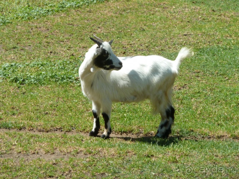 Интересные места вокруг Боденского озера.