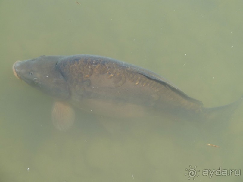 Интересные места вокруг Боденского озера.
