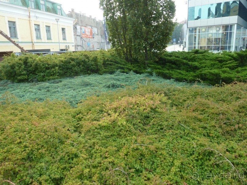 Прогулки по Старому/Новому Таллину и окрестностям.