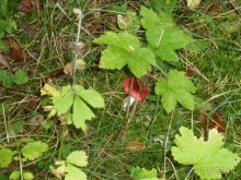 Прогулки по Старому/Новому Таллину и окрестностям.