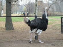 Альбом отзыва "Крестовский остров в Санкт-Петербурге - отличное место для отдыха и прогулок круглый год."