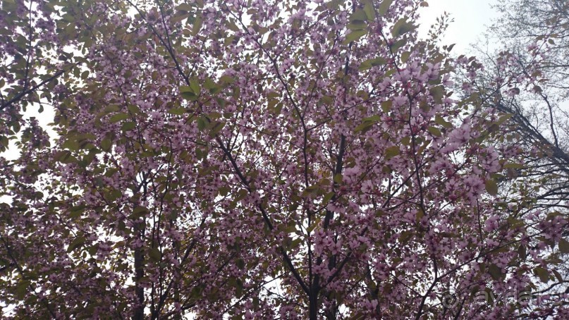 Крестовский остров в Санкт-Петербурге - отличное место для отдыха и прогулок круглый год.