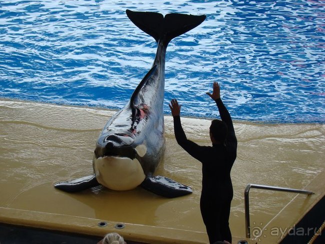 Всё, что нужно увидеть на Тенерифе(ну почти всё)... рассказ, фото, видео...