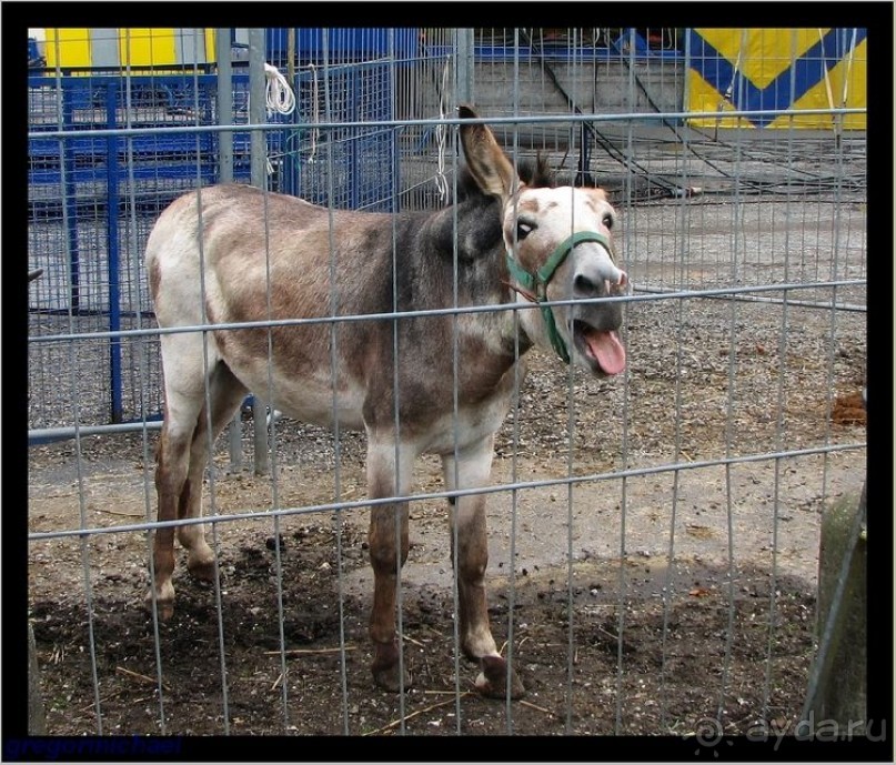 Mюнстер - столица мюнстерланда