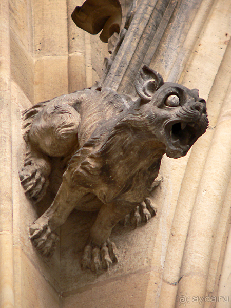 Жeрона, львица и мухи