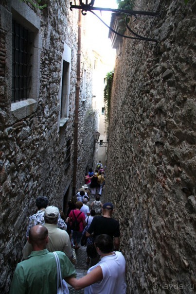 Жeрона, львица и мухи